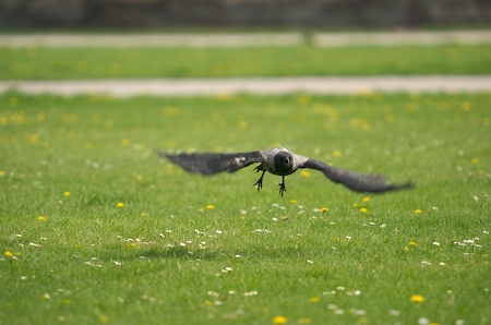 Nebelkrähe im Landeanflug