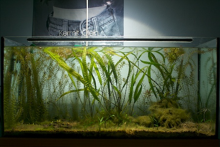 200l Aquarium