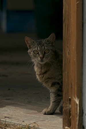Katze