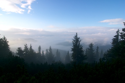 Wald