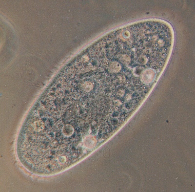 Paramecium aurelia - Optisches Mikroskop