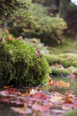 Der Garten in Nikko