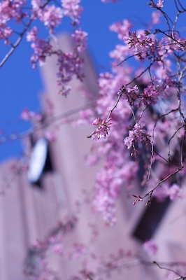 Sakura blossom and the Todai Clocktower