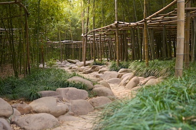 a path in the bamboo forest
