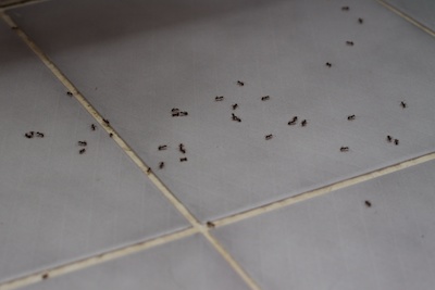 Ants in my bathroom